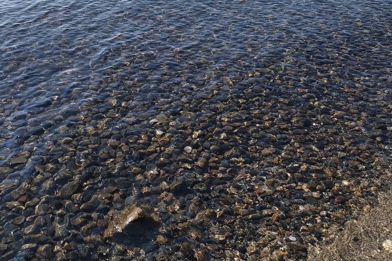 鴨川の河口周辺のボトムの石